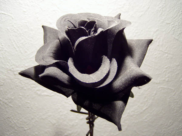 blackrose06.jpg