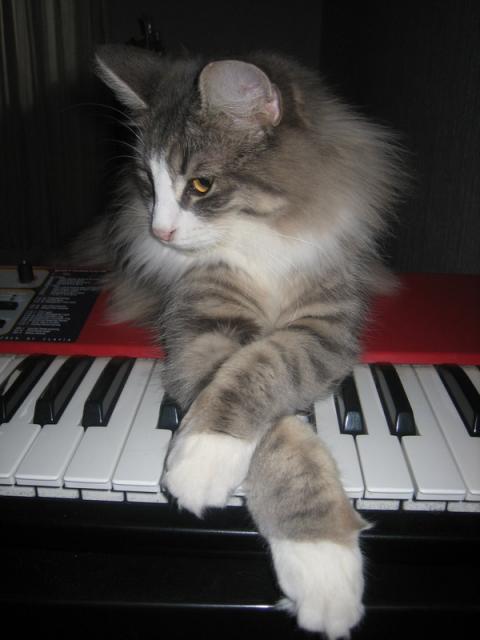 Synthkatten til Martepus+Bariuz