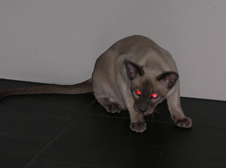 Azazel, demonkatten