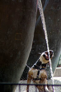 Dog playing in Kreuzberg